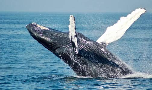 【重返蔚蓝：从陆地兽到深海主宰的5000 万年进化史诗】